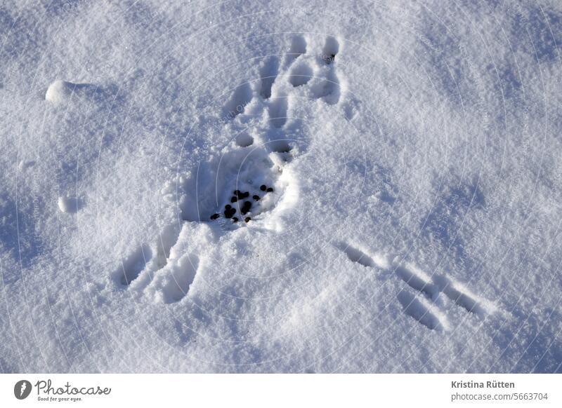 rabbit toilet in the snow rabbit litter box lavatory rabbit groats dumpling Snow trace Animal tracks paws Paw prints paw prints hate trail wild rabbits Toilet