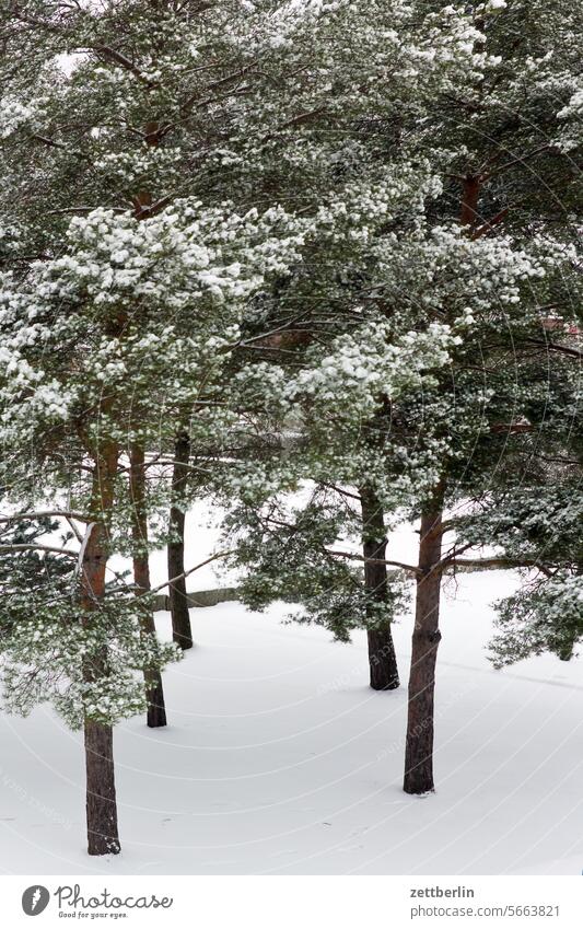 Pines in winter Berlin snowed in Cycle path Frost January Cold chill Virgin snow Park Snow Snow layer Town Winter winter holidays Jawbone Tree Coniferous trees