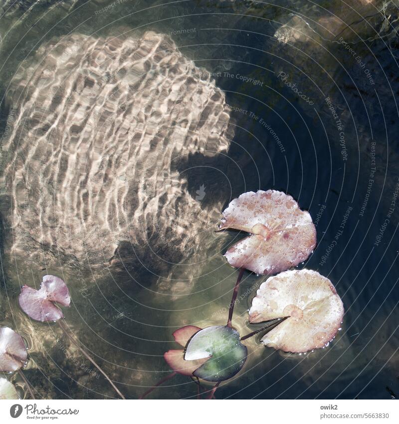 Gasping for breath Water lily pads Lotus Leaves be afloat Hover Beautiful weather Pond Plant Idyll leaves lotus Round Column Aquatic plant Colour photo Deserted