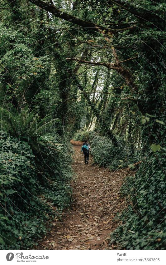 Brittany - Coastal forest idyllically Street path off coastal path sea breeze coastal town holiday by the sea Hiking free time relaxation Well-being Relaxation