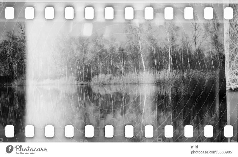 On the old Rhine in Vorarlberg Body of water River Water Nature Exterior shot River bank Reflection Surface of water Landscape Calm reflection trees Environment