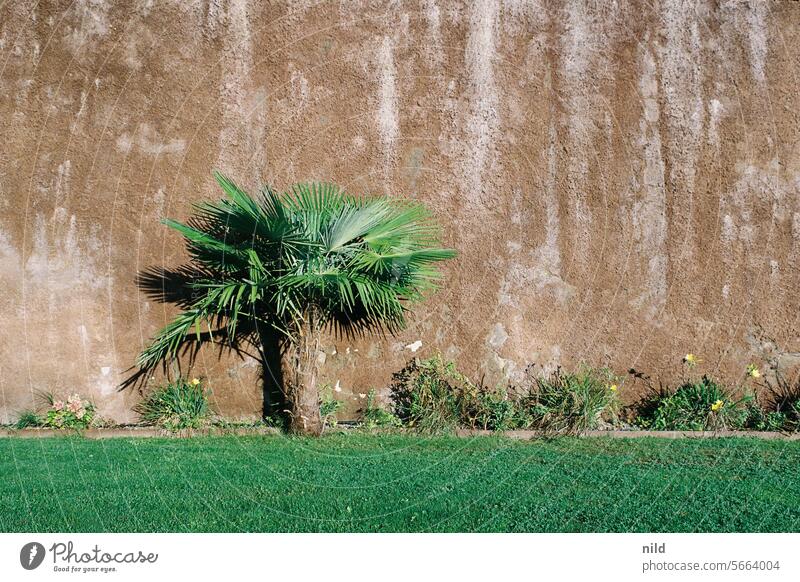 Mediterranean flair Palm tree terracotta Meadow Lawn Green Exterior shot Nature Garden Plant Park Wall (building) Neutral background Summer Colour photo