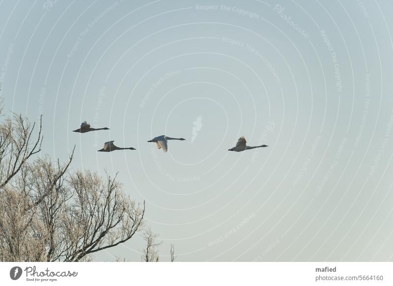 Whooper swans fly over the Kührener Teich nature reserve birds flight Sky Gray Flying Nature Exterior shot Wild bird plumage Span Flight of the birds Black