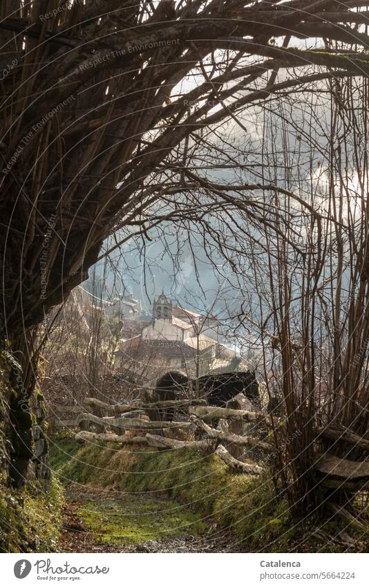 On the way to the mountain village Willow tree Clouds Day daylight Keeping of animals naturally Landscape Beautiful weather Horse Farm animal Animal Nature