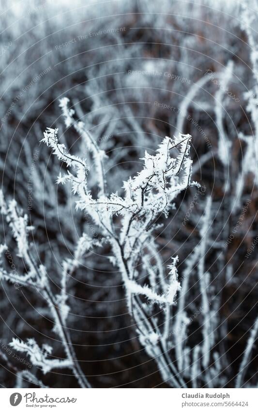 Winter close-up of a dry wild herb with ice crystals against a blurred gray-brown background Wild plant Wild herbs Winter mood Winter's day Winter days winter