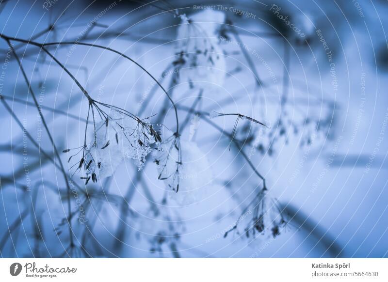 Plant in the snow Snow Blue Ice Nature Winter Exterior shot Frost Cold White Frozen Winter mood Weather Ice crystal chill Winter's day Freeze winter January