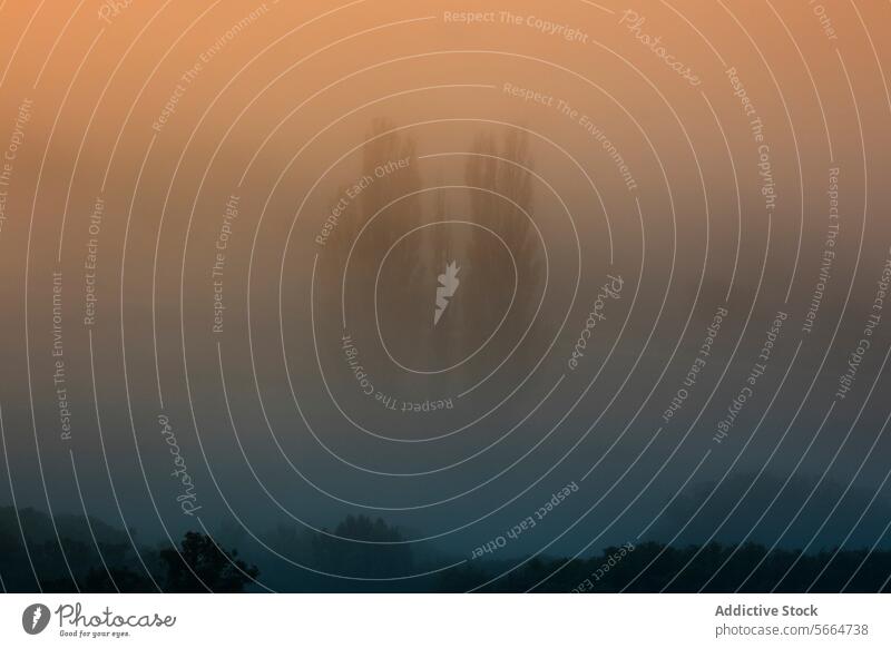 The mysterious allure of nature is captured in this image, where trees shrouded in dense fog present a ghostly appearance against a gradient orange sky at twilight