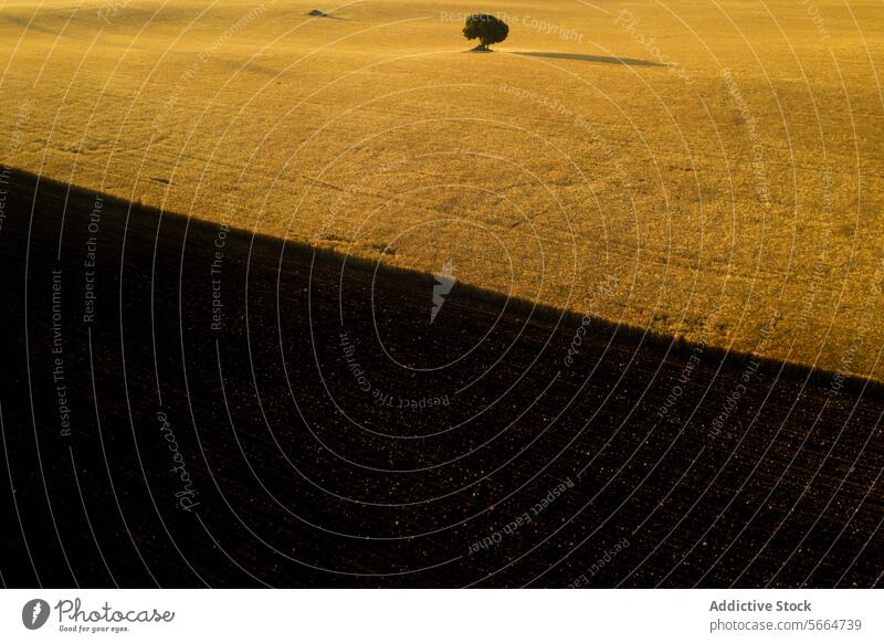 A solitary tree stands in a vast field, with the contrast of golden crops against the dark, tilled soil lone landscape nature color serene light rural scenic