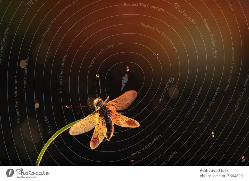 A majestic Libelloides ictericus basking in the golden light with a dark background insect nature wings antennae glow twilight evening silhouette iridescent