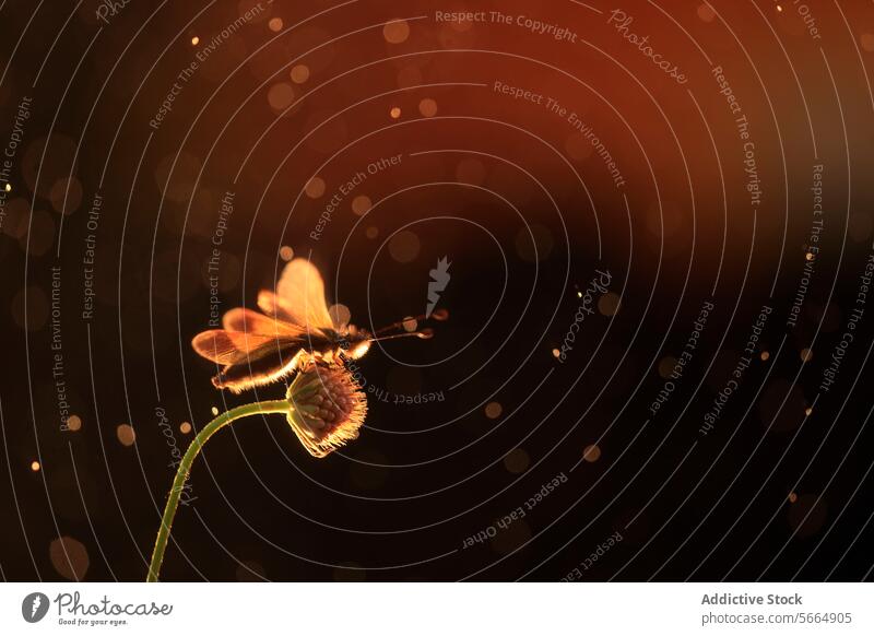 A glowing Libelloides ictericus caught in a warm, bokeh light backdrop during twilight warm light insect nature wings antennae wildlife entomology light spots