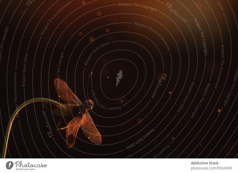 A glowing Libelloides ictericus caught in a warm, bokeh light backdrop during twilight warm light insect nature wings antennae wildlife entomology light spots