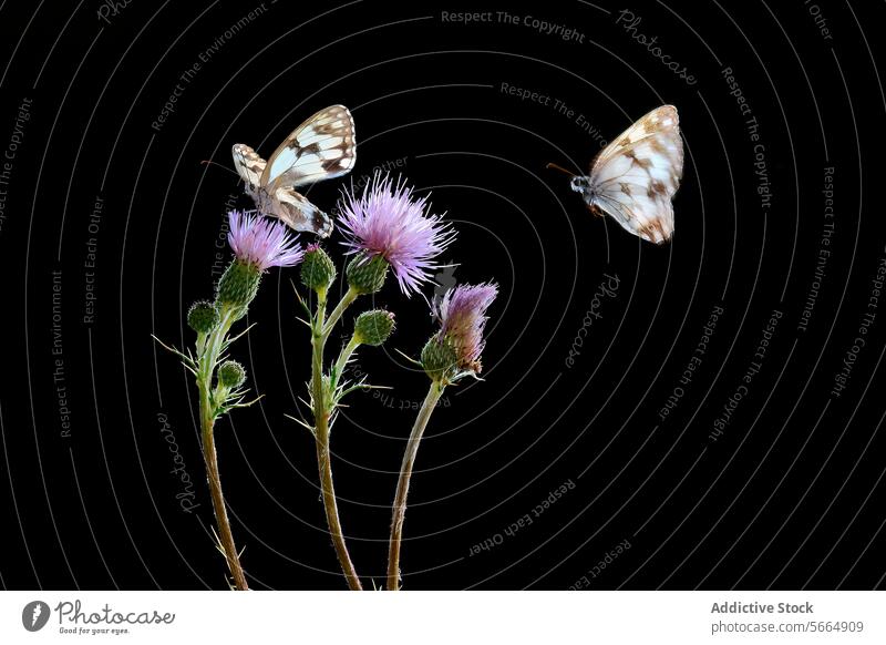 Melanargia occitanica, a checkerboard-patterned butterfly, on purple thistle flowers against a black backdrop purple flower insect nature wings antennae