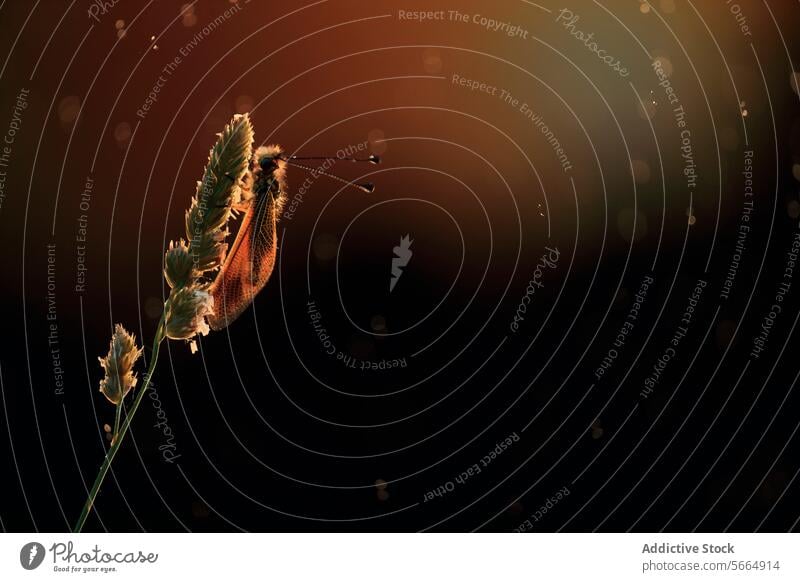 A glowing Libelloides ictericus caught in a warm, bokeh light backdrop during twilight warm light insect nature wings antennae wildlife entomology light spots