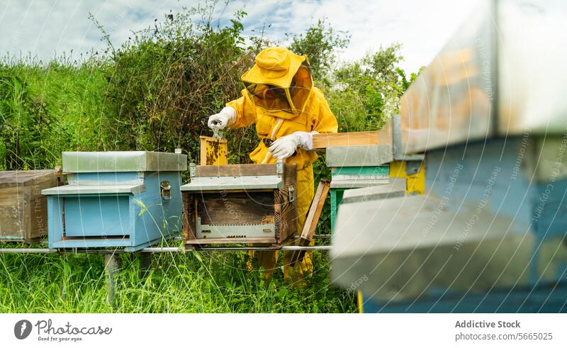 Side view of unrecognizable beekeeper in yellow protective uniform and white gloves examining honeycomb beehive with bees during apiary work on sunny day