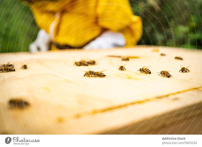 Unrecognizable beekeeper standing near sitting honey bees person protect wooden glove insect apiary countryside suit daylight greenery nature organic safety