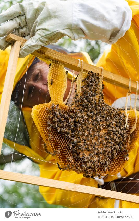 Unrecognizable beekeeper in yellow protective uniform and white gloves examining honeycomb beehive with bees during apiary work on sunny day examine check