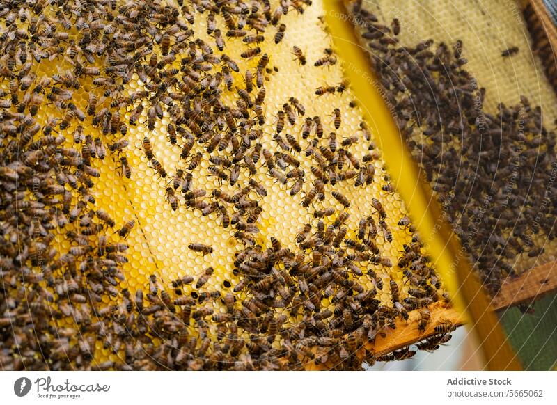 Wooden frame with honeycomb and sitting bees in daylight beekeeper wooden insect countryside nature apiary daytime tree organic rural environment summer natural