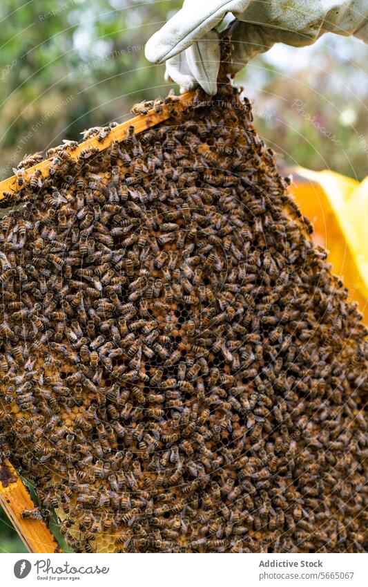 Unrecognizable beekeeper checking honeycomb on wooden frame hand insect countryside nature apiary daytime tree organic rural daylight environment glove summer