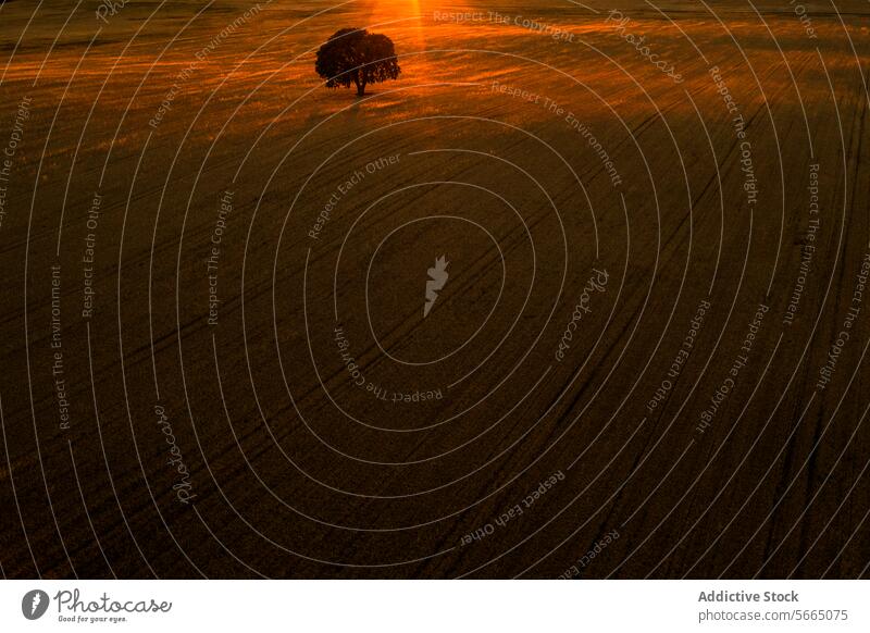 The setting sun casts a golden glow over a solitary tree in the vast fields of Alcarria creating a dramatic scene Aerial sunset Guadalajara landscape bird's eye