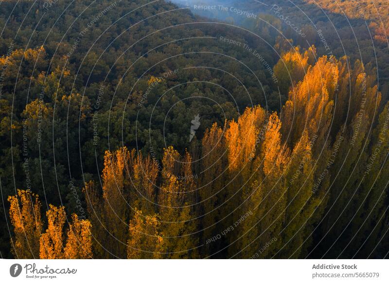 Golden light bathes the treetops of Alcarria contrasting with the deep greens of the surrounding forest at dusk Aerial Guadalajara golden nature landscape