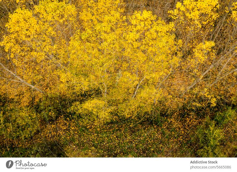 Overhead view of dense canopy in Alcarria showcasing a vibrant blend of yellow autumn leaves against the darker green foliage Aerial Guadalajara tree forest