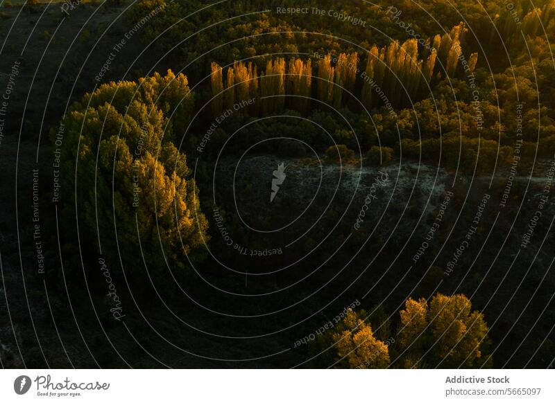 Warm sunset light casts a soft glow on the tree line of Alcarria highlighting the changing autumn colors Aerial Guadalajara landscape bird's eye nature warm