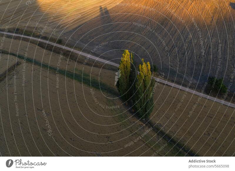 Sunset casts long shadows over a rural road lined with cypress trees in the fields of Alcarria Aerial sunset Guadalajara landscape bird's eye nature light dusk