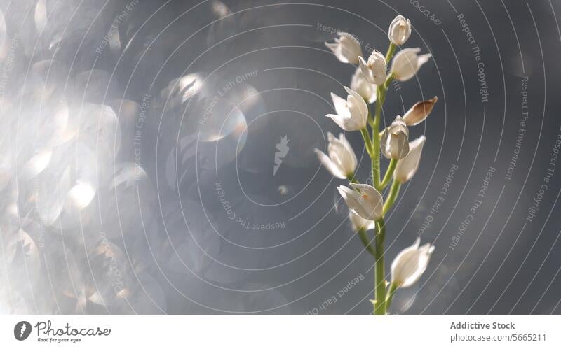 White orchid blooms highlighted by a soft backlight, creating a serene composition with a bokeh effect white backlit flower tranquil nature beauty botanical