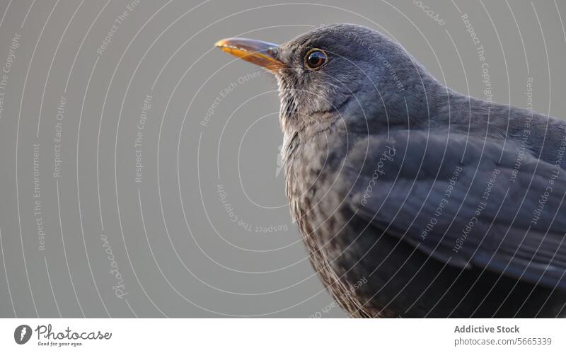 Close-up of a blackbird with a keen eye and glossy feathers against a soft gray background close-up portrait beak nature wildlife soft background detail