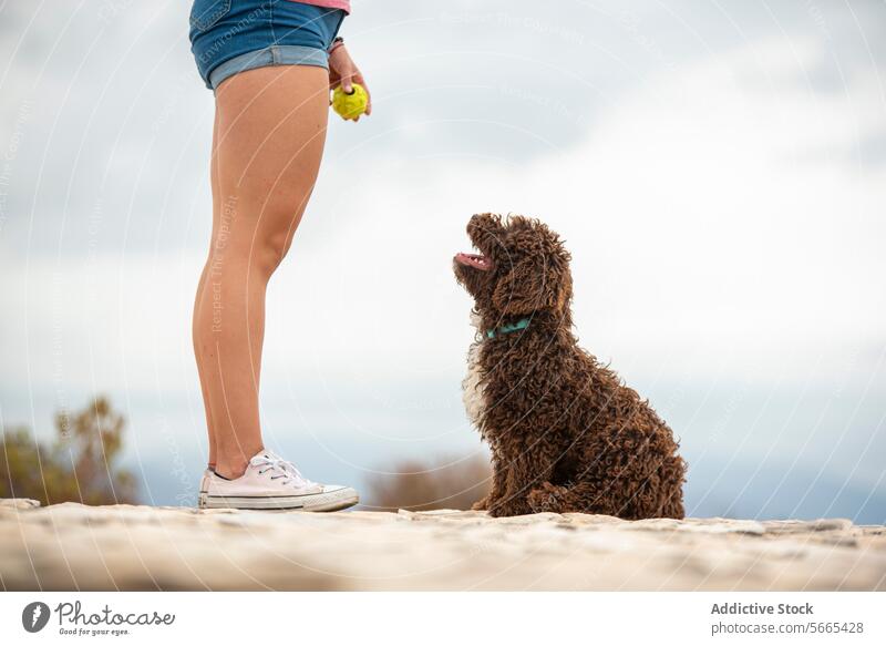 Side view of Spanish Water Dog eagerly awaits the throw of a tennis ball from its cropped unrecognizable owner on a cloudy day at a stony landscape Turkish Dog