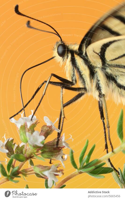 Macro portrait of a Papilio machaon butterfly with intricate details perched on blooming white flowers against a mustard yellow background macro close-up insect