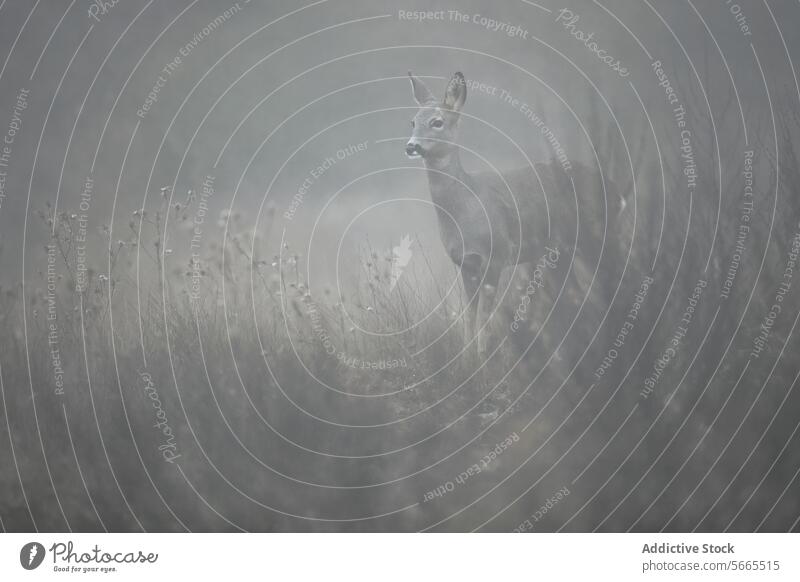 A single roe deer standing alert in the dense fog of a field, with the soft glow of late afternoon light creating an ethereal backdrop mist wildlife nature