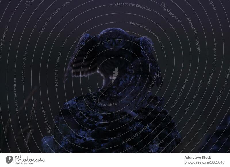 A young owl with wings slightly spread sits atop a mossy rock in the dim light of twilight Owl nature wildlife bird raptor nocturnal feathered evening perch