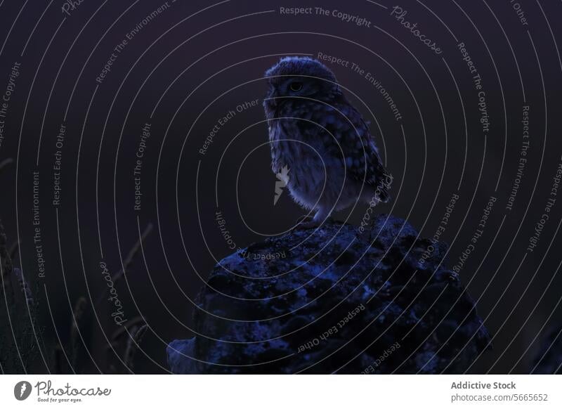 A solitary small owl stands on a rock with a dusky purple sky in the background Owl wildlife nature bird nocturnal feather animal avian evening outdoor tranquil
