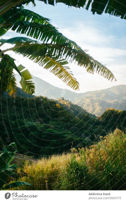 Tropical mountain landscape peeking through foliage in Minca, Colombia tropical green clear sky nature view distant lush frame leaves palm tranquility serene