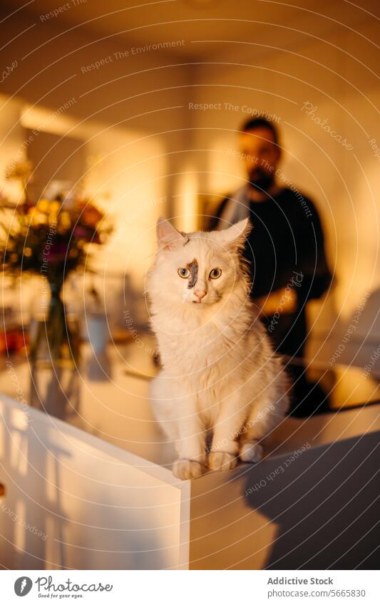 A white cat with blue eyes and a black spot on its head sitting on a counter with a man in the background indoor pet fluffy animal domestic feline home kitchen