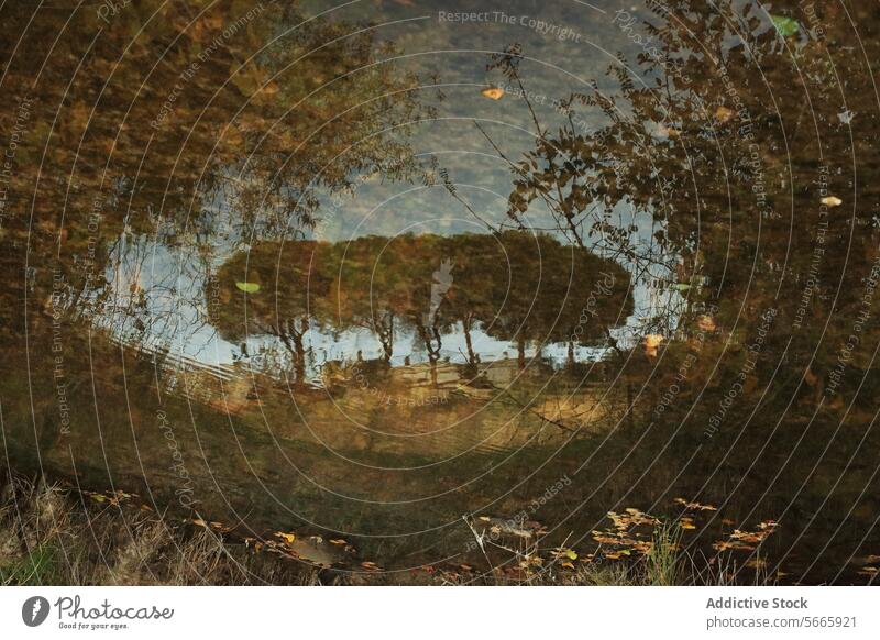 From above serene reflection of autumn trees and leaves on the still water of the Alberche River in Toledo, capturing the peaceful essence of the season