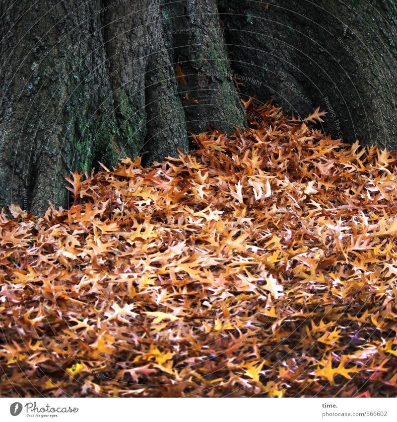 autumn gratin Environment Nature Landscape Plant Autumn Leaf Tree Tree trunk Autumn leaves Park Lie Peaceful Serene Calm Truth Wisdom Fatigue Esthetic