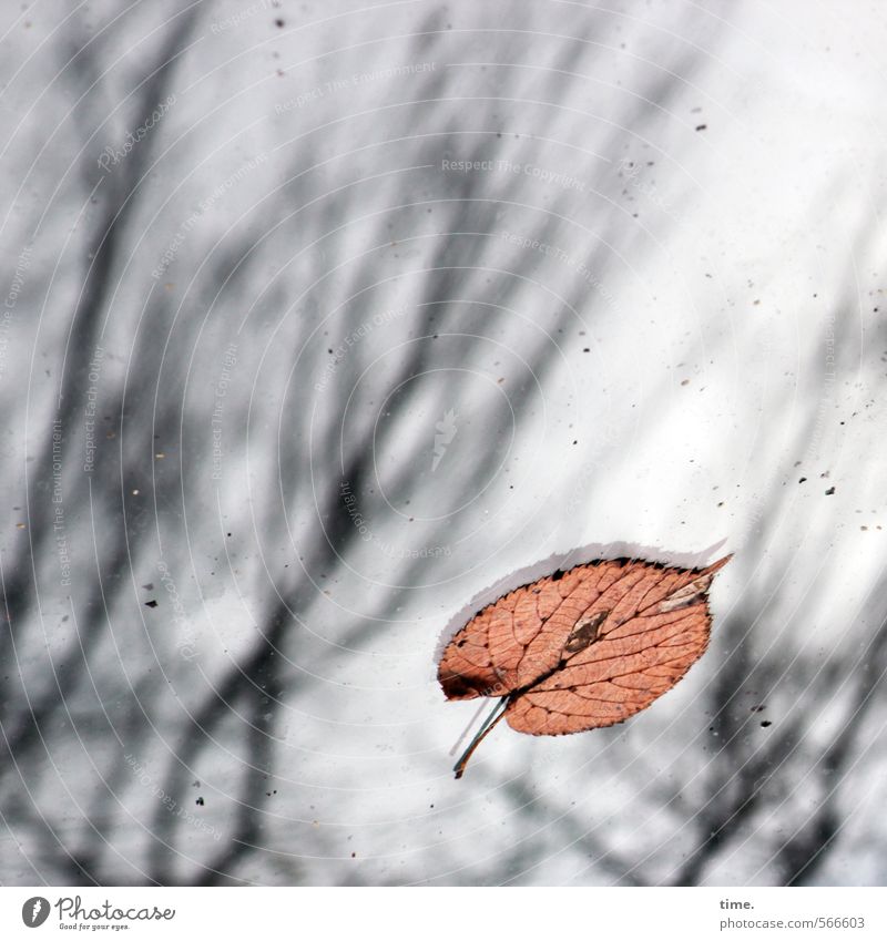 ghost in the urban woods Environment Autumn Leaf Beech tree Beech leaf Branch Twigs and branches Transport Motoring Car Car Hood Lie Uniqueness Esthetic