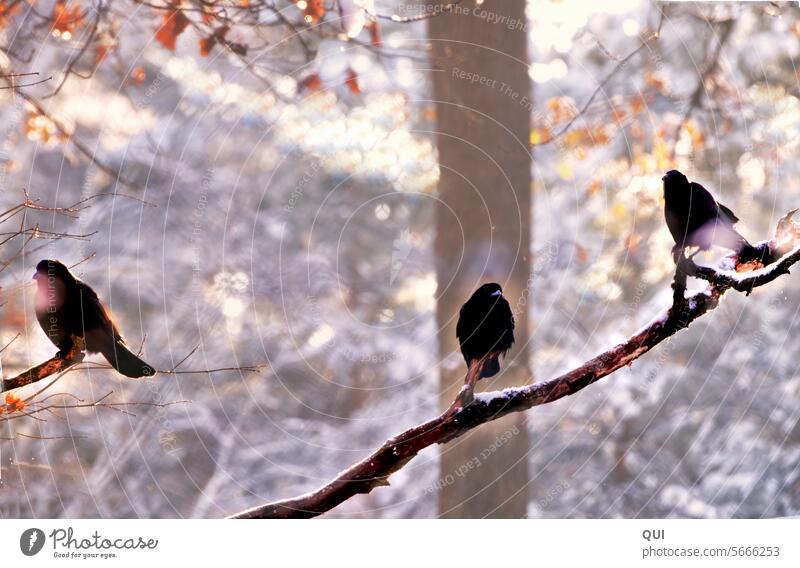 beep beep beep peep birds Bird three in a threesome group club Crow Birds Black Branch Twig Forest at the same time Team Peeps beeping bug Poultry feathers