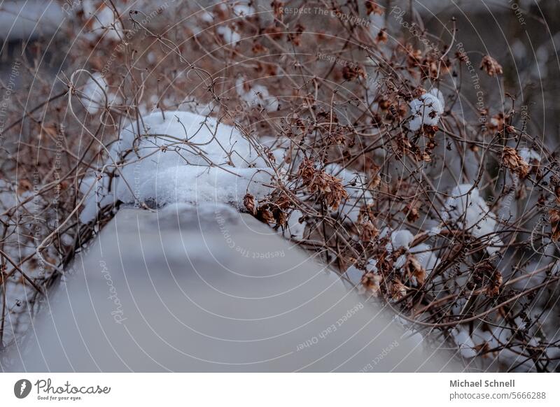 Undergrowth on a bridge railing undergrowth Plant Dry Nature Bushes Environment Brown naturally blurriness Snow Cold cold season Winter Frost Ice White Frozen