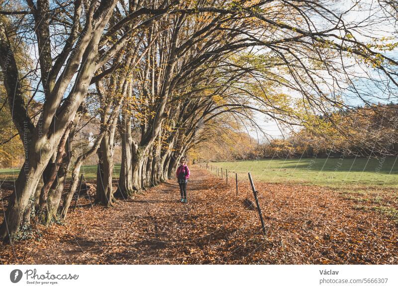 Traveller walks through a forest near the town of Dinant in the province of Namur, Belgium. Colourful October and November in the Belgian countryside. The diversity of a breathtaking nature