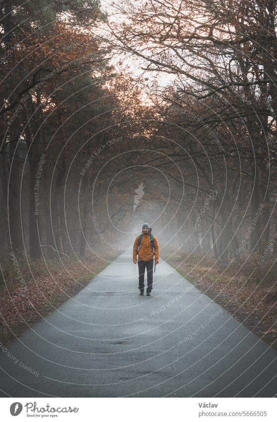 Traveller walks along a road in the morning mist in the Grenspark Kalmthoutse Heide near Antwerp in northwest Belgium grenspark kalmthoutse heide hiking