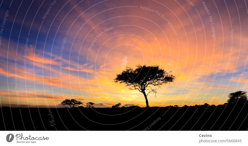 Steppe in Africa at sunrise Desert Sunrise morning light Mood lighting silhoutte Tree King of the Lions Nature Safari morning mood awakening Nature awakening