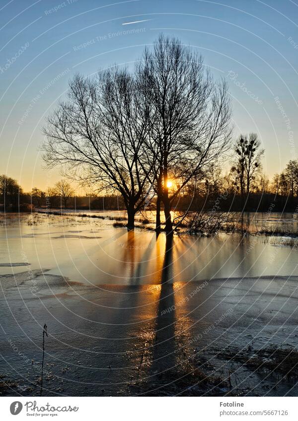 Our meadows in the Drömling were first under water, then came the frost. The morning sun conjures up the shadows and silhouettes of the trees on the ice. Ice