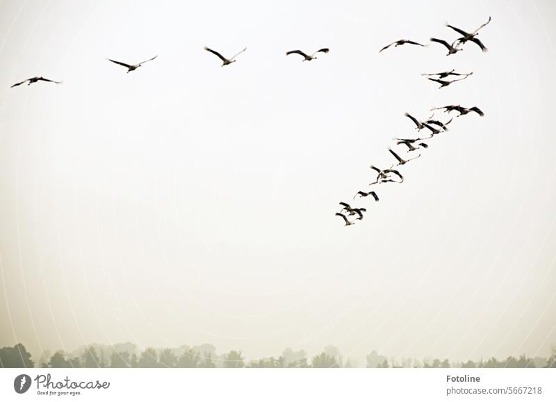 A flock of cranes flies directly towards me in formation. Too bad we can't upload and present anything with sound here ;-) Crane Flying Bird Sky Wild animal