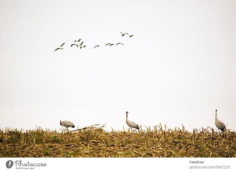 3 cranes stand on a harvested field and eat well for their journey to their winter quarters. A small flock of other birds has just flown in. The feeding place seems to be interesting.