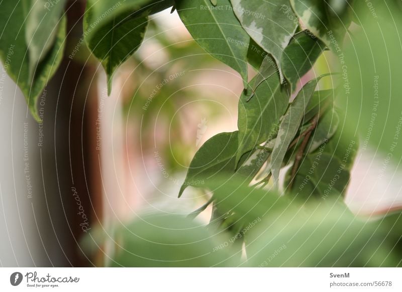 transparency Leaf Blossom Green Fig Ficus benjamina Plant Houseplant