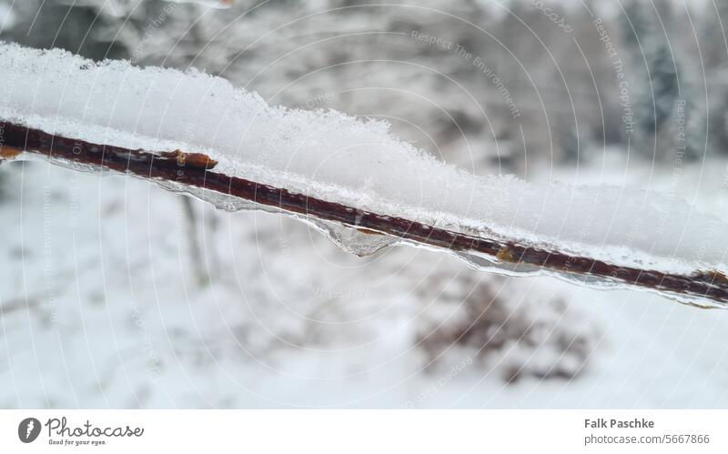 Icy plant, winter in nature close-up Detail Cool nobody complete Botany Temperature Environment Crystal Snow flora Weather Garden Forest Hoar frost macro Frozen