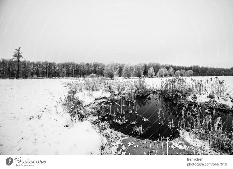 silence within me River Tree Winter forest Mysterious Fabulous Deserted Exterior shot Forest Meadow Environment Calm idyllically Dreamily pretty